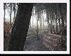 The forest around the pond invites to a walk